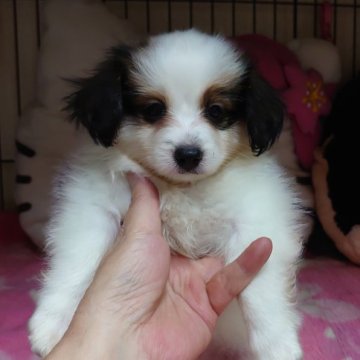 パピヨン【大阪府・男の子・2023年6月25日・白茶】の写真「可愛い男の子です。」