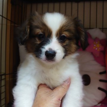 パピヨン【大阪府・男の子・2024年4月5日・白茶】の写真「元気な男の子です。」