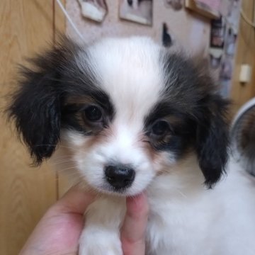 パピヨン【大阪府・男の子・2024年6月22日・白茶】の写真「可愛い男の子です。」