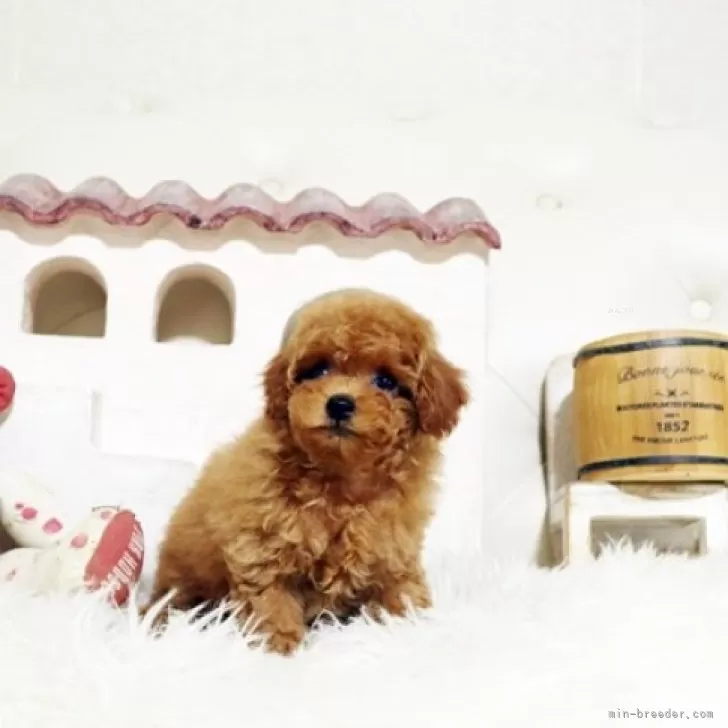 ID：2504-00668の子犬