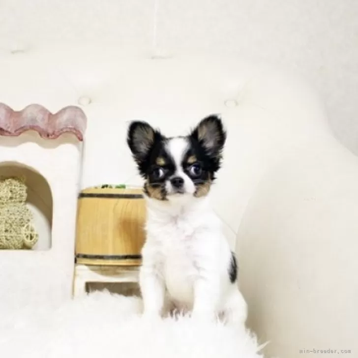 R.Y 様のお迎えした子犬