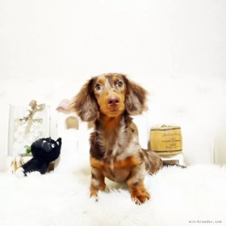 ミニチュアダックスフンド(ロング)【佐賀県・男の子・2025年5月11日・チョコダップル】の写真1