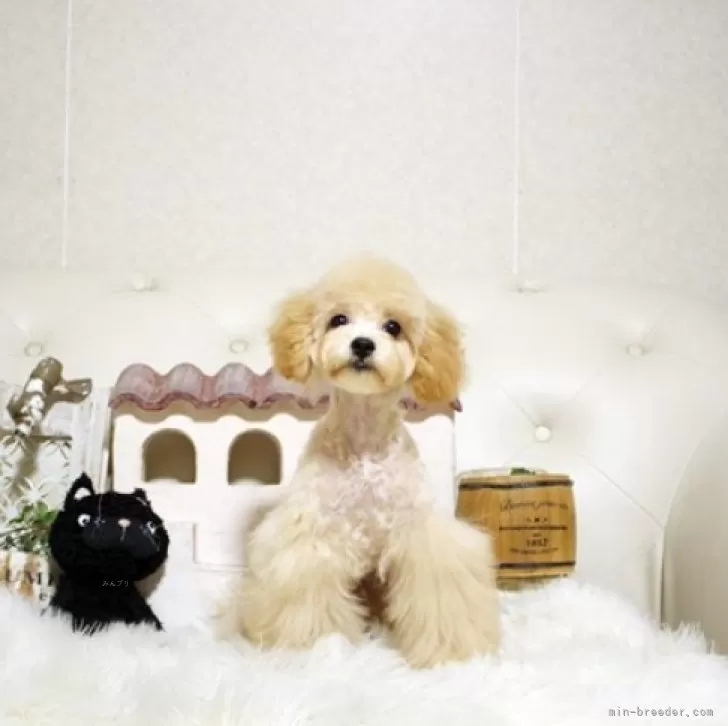 ID：2410-06830の子犬