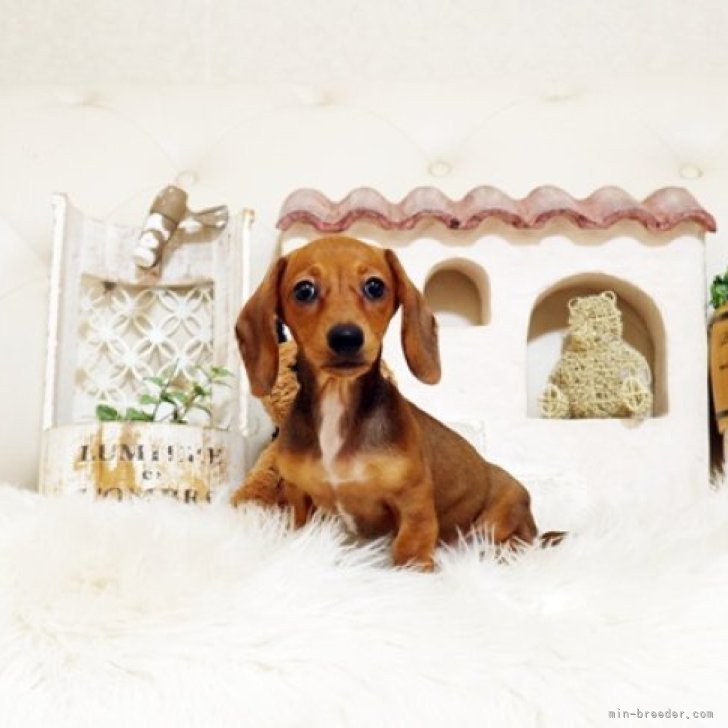 ブリーダー画像