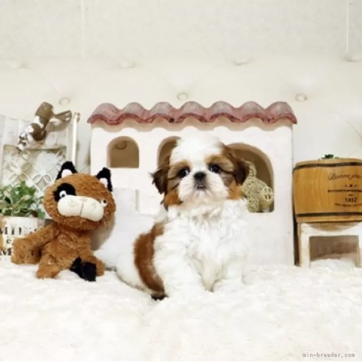 ID：2504-01758の子犬