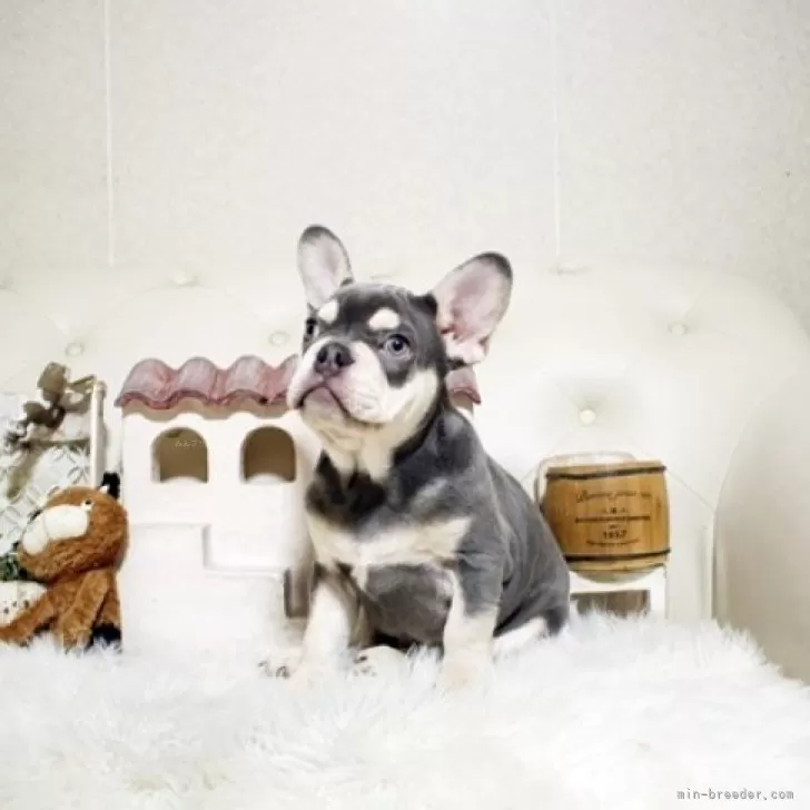 ID：2411-06475の子犬