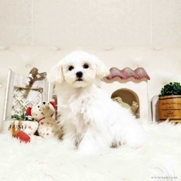 ブリーダー画像