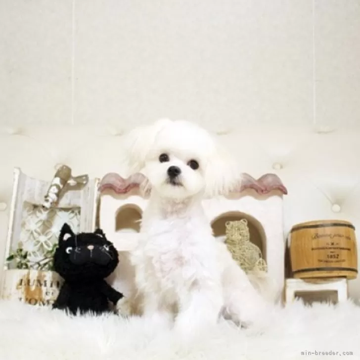 ID：2408-06411の子犬