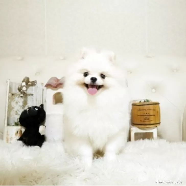 ID:2503-00187の子犬