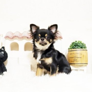 チワワ(ロング)【佐賀県・男の子・2025年5月28日・ブラックタン】の写真「可愛いチワワちゃん♪」