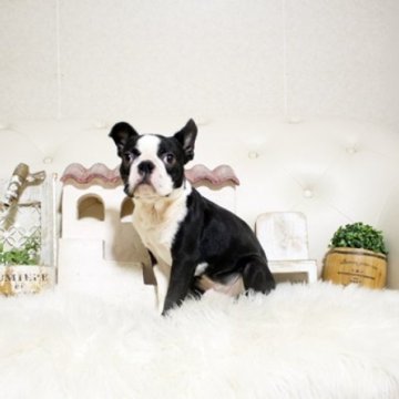 ボストンテリア【佐賀県・男の子・2024年6月20日・ボストンカラー】の写真「元気なボストンちゃん♪」