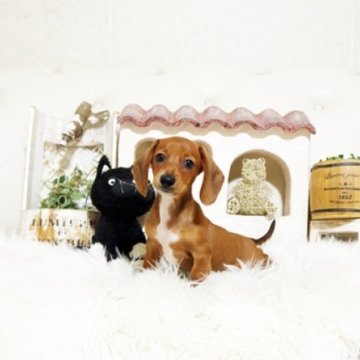 ミニチュアダックスフンド(スムース)【佐賀県・女の子・2025年8月27日・レッド】の写真「可愛いダックスちゃん♪」