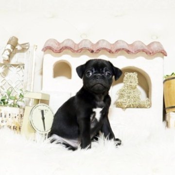 パグ【佐賀県・男の子・2025年10月5日・ブラック】の写真「ぶさかわパグちゃん♪」