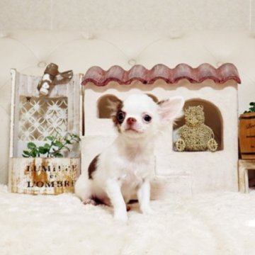 チワワ(ロング)【佐賀県・男の子・2025年7月25日・チョコレート&ホワイト】の写真「可愛いチワワちゃん♪」