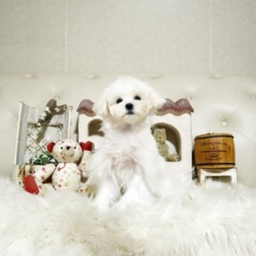 マルチーズ【佐賀県・女の子・2025年6月11日・ホワイト】の写真「可愛いマルちゃん♪」