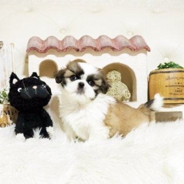 ミックス(ペキニーズ×シーズー)【佐賀県・男の子・2025年9月30日・ゴールド&ホワイト】の写真「可愛いミックスちゃん♪」