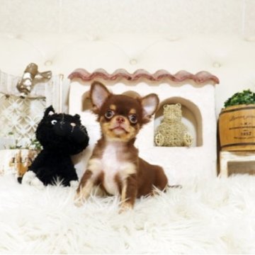 チワワ(ロング)【佐賀県・男の子・2025年5月28日・チョコタン】の写真「可愛いチワワちゃん♪」