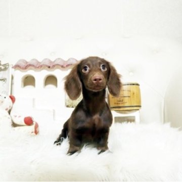 ミニチュアダックスフンド(ロング)【佐賀県・女の子・2025年7月11日・チョコソリッド】の写真「可愛いダックスちゃん♪」