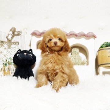 トイプードル(トイ)【佐賀県・男の子・2025年9月20日・レッド】の写真「可愛いプーちゃん♪」