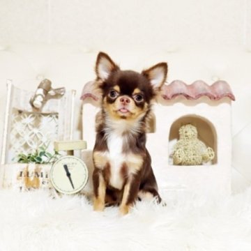 チワワ(ロング)【佐賀県・男の子・2025年5月28日・チョコタン】の写真「可愛いチワワちゃん♪」