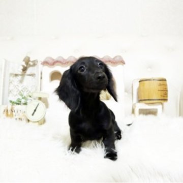 ミニチュアダックスフンド(ロング)【佐賀県・女の子・2025年7月11日・ブラックソリッド】の写真「可愛いダックスちゃん♪」