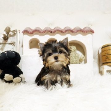 ヨークシャーテリア【佐賀県・男の子・2025年8月26日・スティールブルー&タン】の写真「可愛いヨーキーちゃん♪」