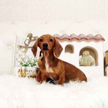 ミニチュアダックスフンド(スムース)【佐賀県・女の子・2025年8月27日・セーデットレッド】の写真「可愛いダックスちゃん♪」