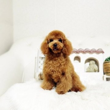 トイプードル(トイ)【佐賀県・男の子・2024年12月27日・レッド】の写真「可愛いプーちゃん♪」
