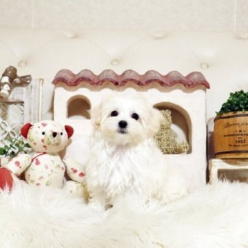 マルプー(トイプードル×マルチーズ)【佐賀県・女の子・2025年8月19日・ホワイト】の写真「可愛いマルプーちゃん♪」