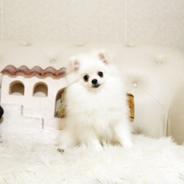 ポメラニアン【佐賀県・男の子・2025年6月30日・ホワイト】の写真「可愛いポメちゃん♪」