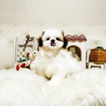 シーズー【佐賀県・女の子・2025年8月25日・ホワイト&ゴールド】の写真「可愛いシーズーちゃん♪」