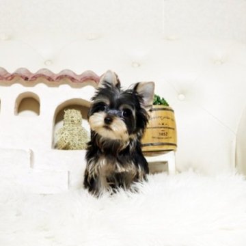 ヨークシャーテリア【佐賀県・男の子・2025年9月18日・スティールブルー&タン】の写真「可愛いヨーキーちゃん♪」