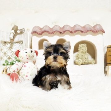 ヨークシャーテリア【佐賀県・男の子・2025年9月18日・スティールブルー&タン】の写真「可愛いヨーキーちゃん♪」