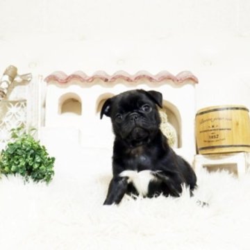 パグ【佐賀県・女の子・2025年6月15日・ブラック】の写真「ぶさかわパグちゃん♪」