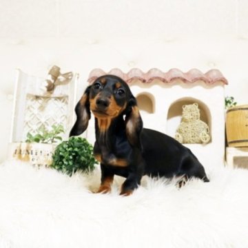 ミニチュアダックスフンド(スムース)【佐賀県・男の子・2025年8月27日・ブラックタン】の写真「可愛いダックスちゃん♪」