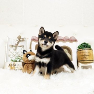 柴犬(豆柴)【佐賀県・男の子・2025年9月6日・黒】の写真「元気な豆柴ちゃん♪」