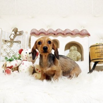 ミニチュアダックスフンド(ワイアー)【佐賀県・女の子・2025年8月27日・セーデットレッド】の写真「可愛いダックスちゃん♪」