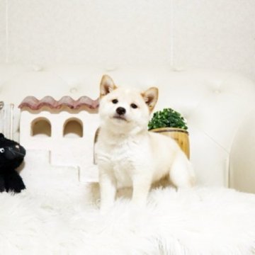 柴犬(豆柴)【佐賀県・男の子・2025年9月6日・白】の写真「元気な豆柴ちゃん♪」