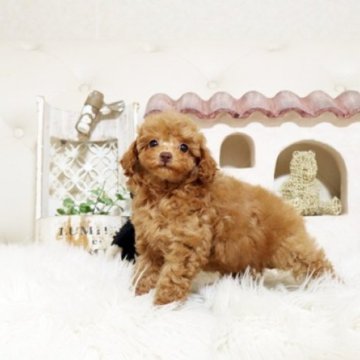 トイプードル(トイ)【佐賀県・男の子・2025年9月20日・レッド】の写真「可愛いプーちゃん♪」