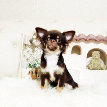 チワワ(ロング)【佐賀県・女の子・2025年5月28日・チョコタン】の写真「可愛いチワワちゃん♪」