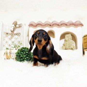 ミニチュアダックスフンド(スムース)【佐賀県・男の子・2025年8月27日・ブラックタン】の写真「可愛いダックスちゃん♪」