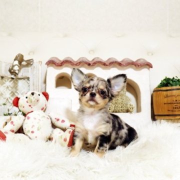 チワワ(ロング)【佐賀県・女の子・2025年6月20日・ブルーマール】の写真「可愛いチワワちゃん♪」