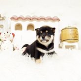 柴犬(豆柴)