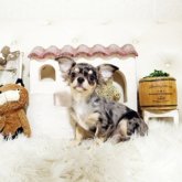 チワワ(ロング)