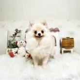 ポメラニアン