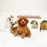 トイプードル(トイ)