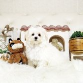 マルプー(トイプードル×マルチーズ)