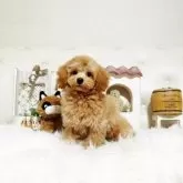 トイプードル(トイ)