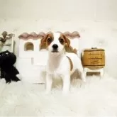 ジャックラッセルテリア