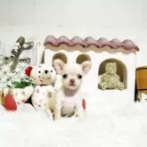 チワワ(スムース)